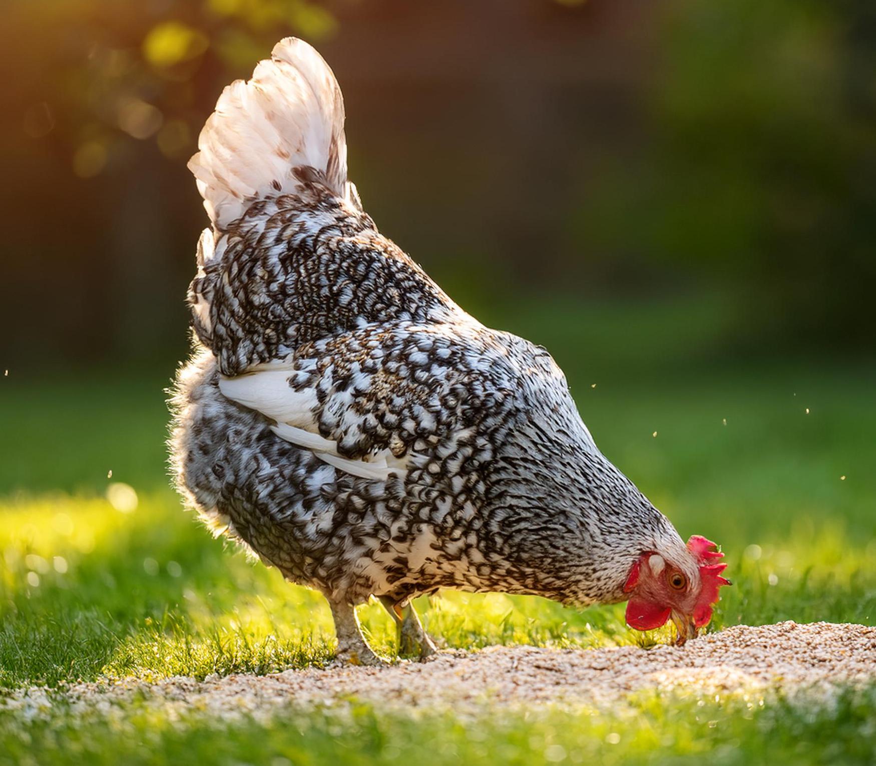 speckled chicken eating scratch grains in a green grassy yard