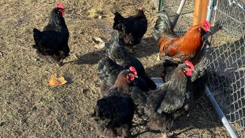 A small flock of black chickens with a coppery-necked rooster on guard.