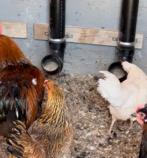 Chickens inspecting pipes on the wall dispensing feed