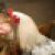 Close up of a chicken eating out of a person's hand