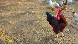 rhode island red rooster in a browning field of grass with a flock of hens behind him