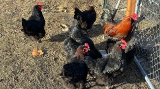 A small flock of black chickens with a coppery-necked rooster on guard.