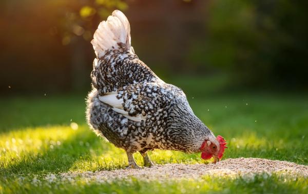 speckled chicken eating scratch grains in a green grassy yard